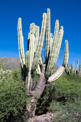 Neoraimondia herzogiana