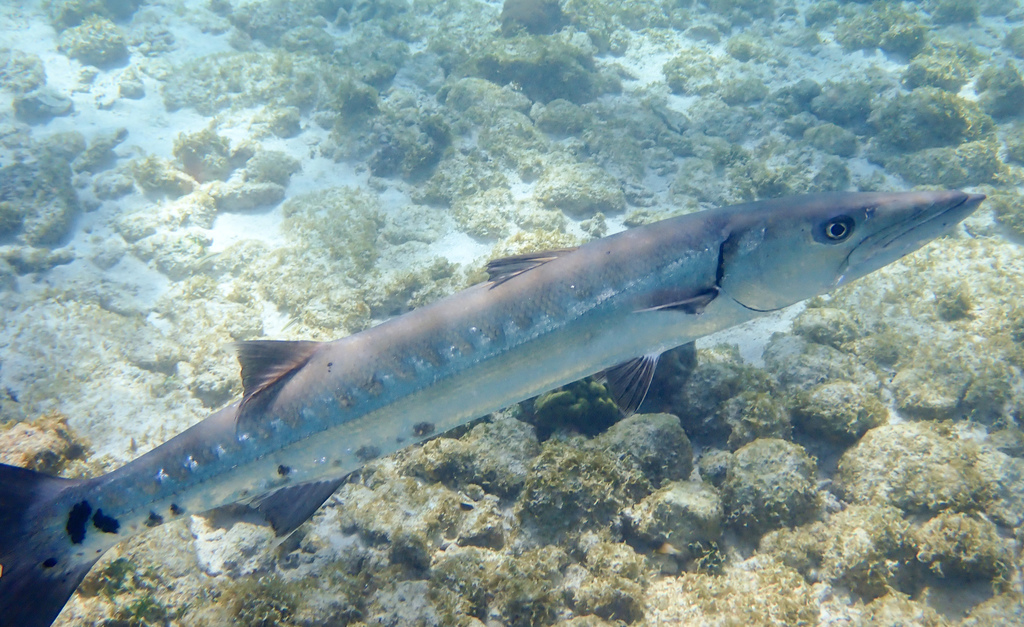 Great Barracuda