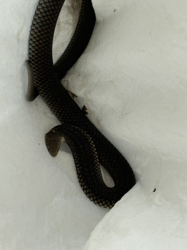 Lowlands Copperhead sighting