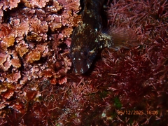 Cyclops Blenny photo 5