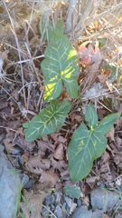 Arum italicum