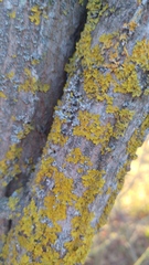 Xanthorioideae