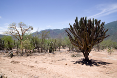 Neoraimondia herzogiana