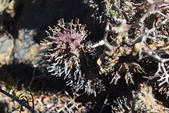 Euphorbia pillansii