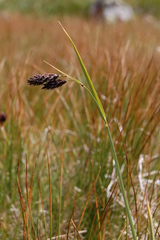 Carex aterrima