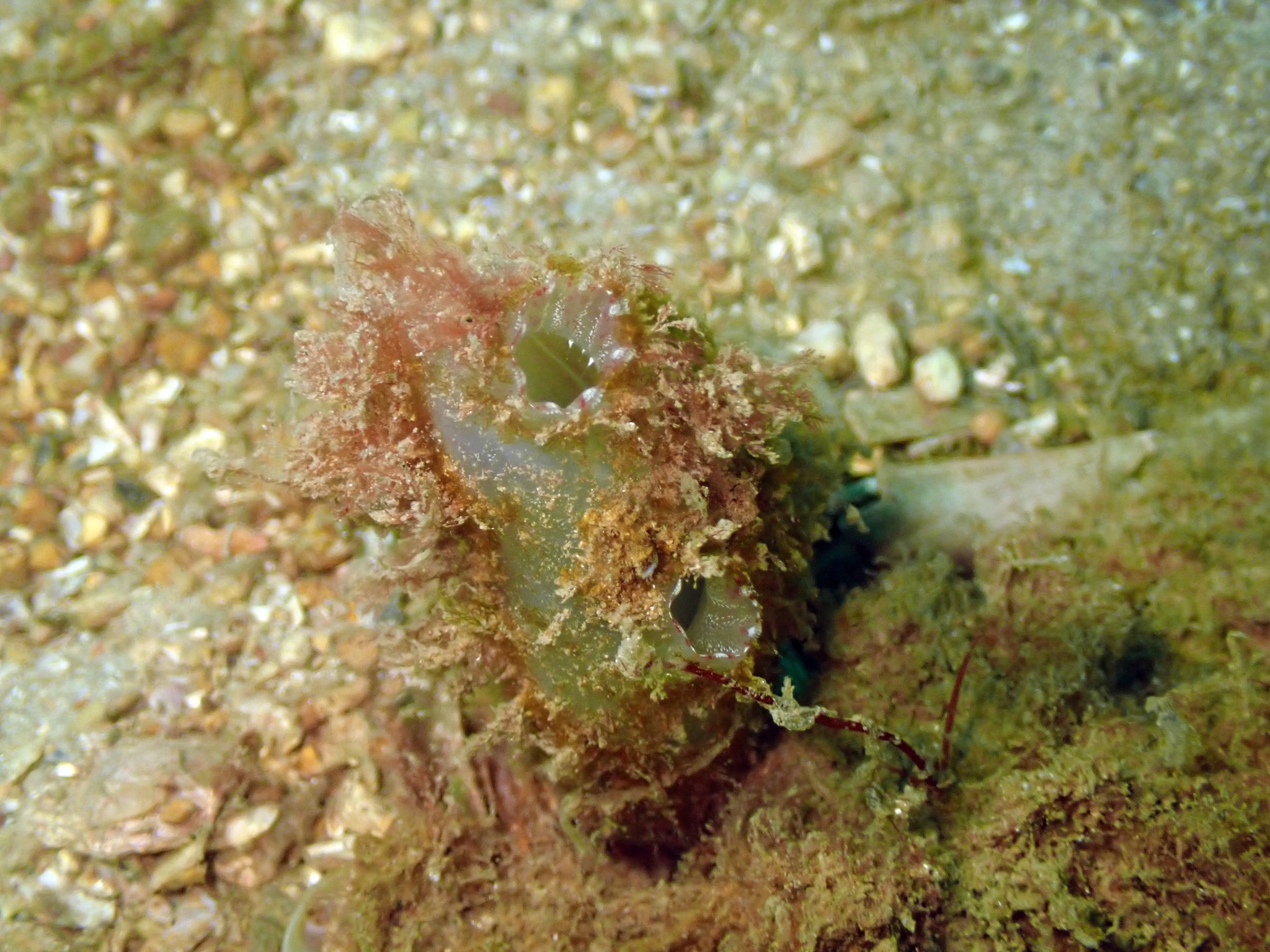 Ascidiella aspersa (Müller, 1776)