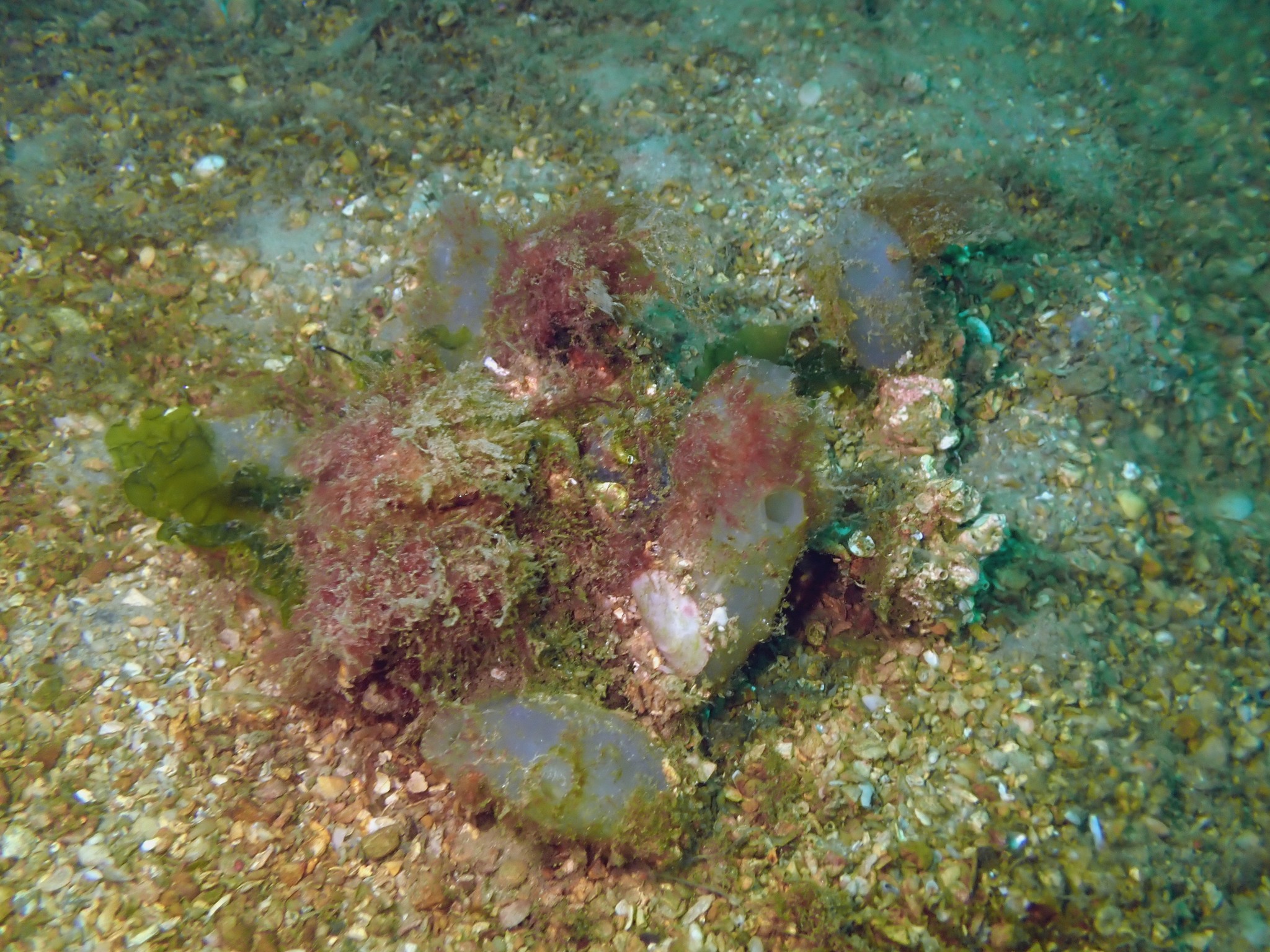 Ascidiella aspersa (Müller, 1776)