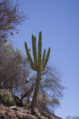 Neoraimondia herzogiana