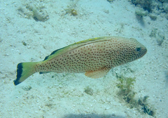 Epinephelus guttatus