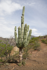 Neoraimondia herzogiana