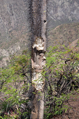 Neoraimondia herzogiana