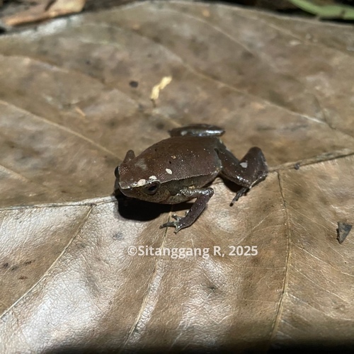 Kalophrynus pleurostigma observed 2025-11-28