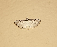 Pycnarmon cribrata