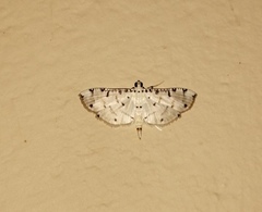 Pycnarmon cribrata