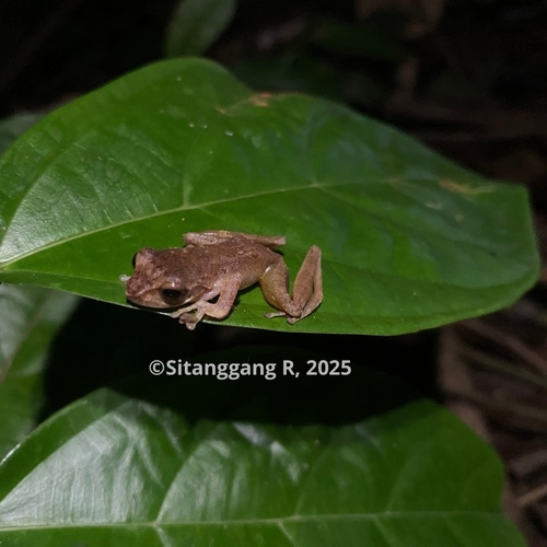 Leptomantis cyanopunctatus observed 2025-11-28