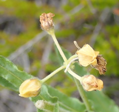 Asclepias crispa