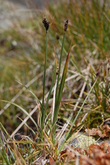 Carex norvegica