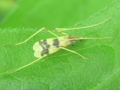 Erioptera venusta