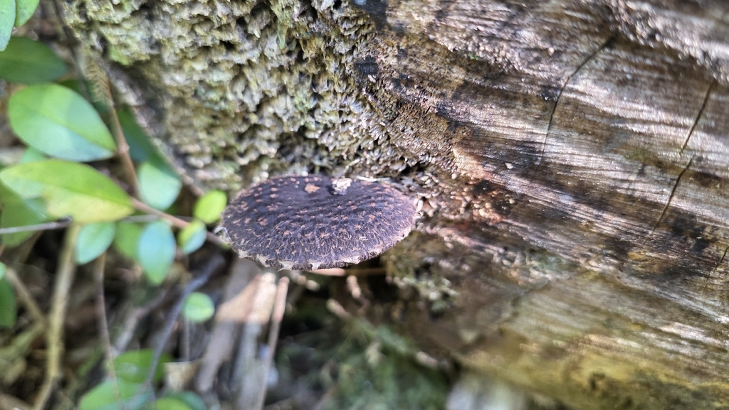 Lentinula novae-zelandiae · December 2025 · photo: © genevieveearly (iNaturalist, cc-by)