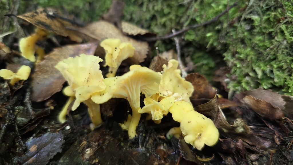 Cantharellus wellingtonensis · December 2025 · photo: © genevieveearly (iNaturalist, cc-by)