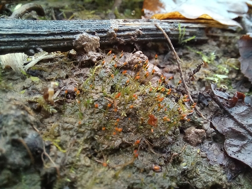 Fissidens exilis observed 2025-12-03