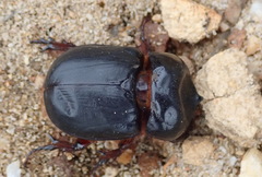 Orsilochus cornutus