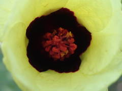 Hibiscus sterculiifolius