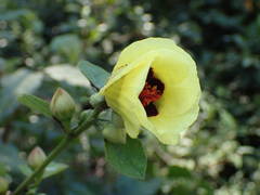 Hibiscus sterculiifolius