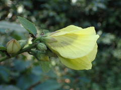 Hibiscus sterculiifolius