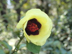 Hibiscus sterculiifolius