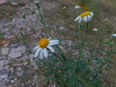 Perityle crassifolia robusta