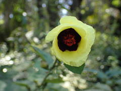Hibiscus sterculiifolius