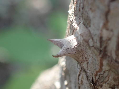 Foto de Cabo-verde