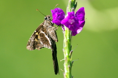 Chioides