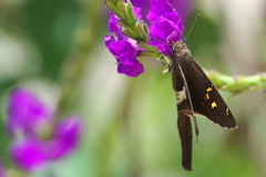 Chioides