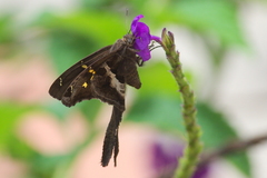 Chioides