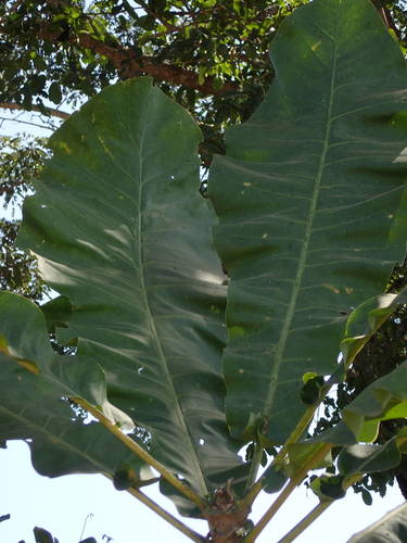 Foto de Cabo-verde