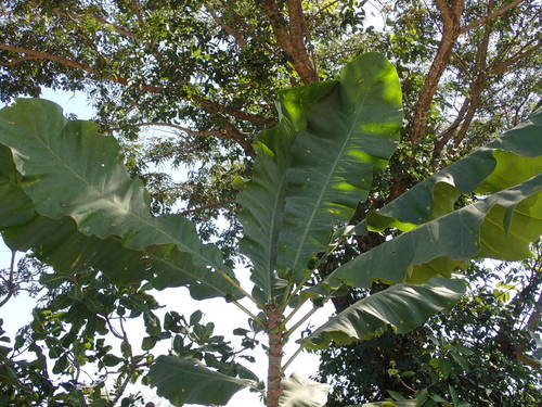 Foto de Cabo-verde