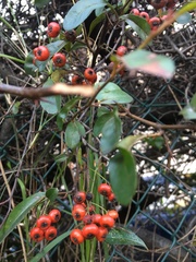 Pyracantha coccinea