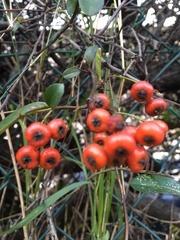 Pyracantha coccinea