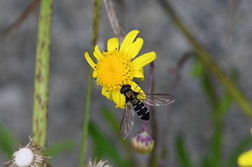 Photo of Large Hover Fly (Melangyna novaezelandiae)