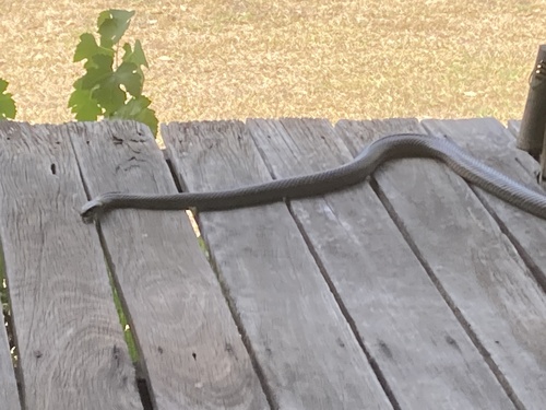 Eastern Brown Snake sighting