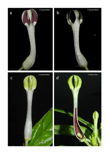Ceropegia lawii