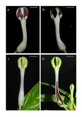 Ceropegia lawii