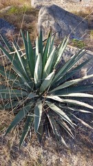Agave angustifolia rubescens