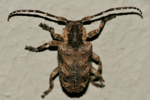 Tetradia lophoptera, 2025-12-04