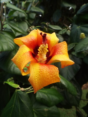 Hibiscus elatus