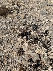 Tidestromia suffruticosa