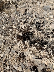 Tidestromia suffruticosa