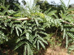 Mimosoideae
